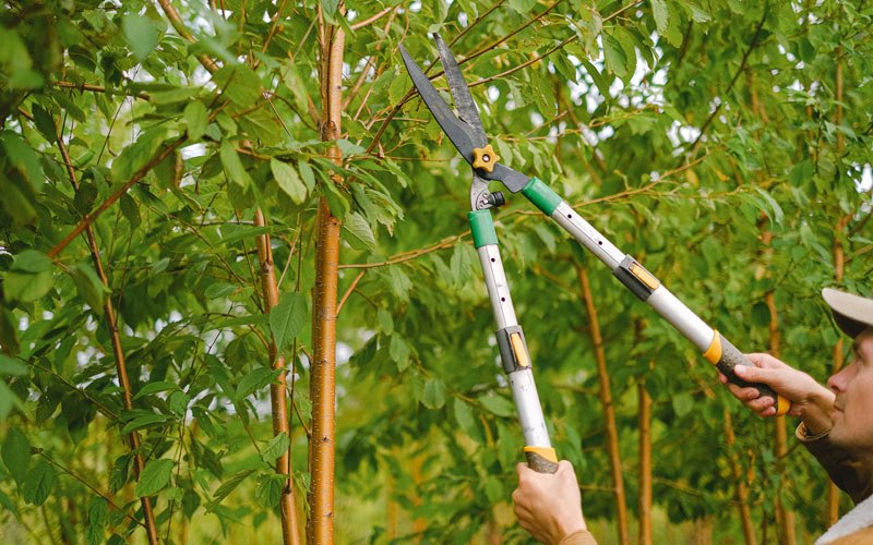 Tree trimming in Buttonwillow, CA